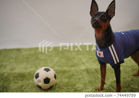 迷你杜賓兄弟姐妹足球服照片4 74449789