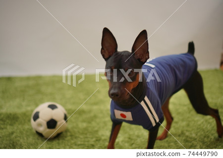 迷你杜賓兄弟姐妹足球服照片5 74449790