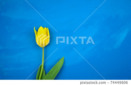 Yellow tulip flat lay on handmade bright blue ocean grunge abstract acrylic texture background. Yellow tulip flat lay on handmade bright blue ocean grunge abstract acrylic texture background. 74449806
