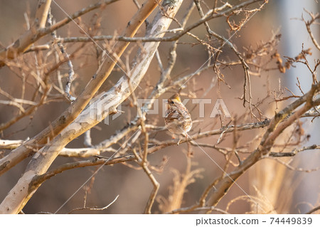 Yellow-throated Bunting Female Foraging in Winter Mountains 74449839