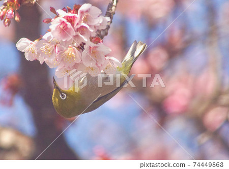 Early blooming cherry blossoms and white-eye Tsuji of Jizo, Wakayama City, Wakayama Prefecture 74449868