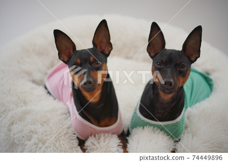 Miniature Pinscher Border Shirt Photo 2 74449896