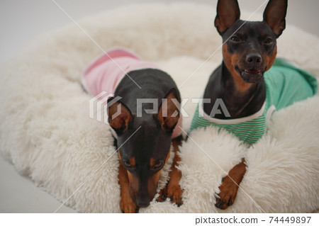 迷你杜賓犬邊境襯衫照片3 迷你杜賓犬邊境襯衫照片3 74449897