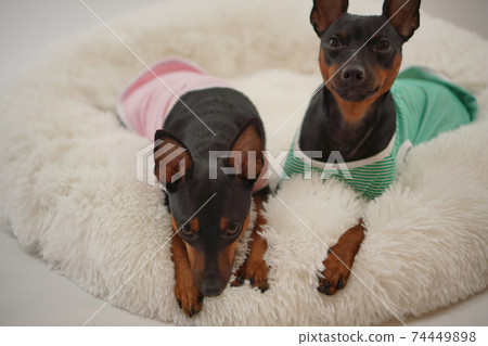迷你杜賓犬邊境襯衫照片4 迷你杜賓犬邊境襯衫照片4 74449898