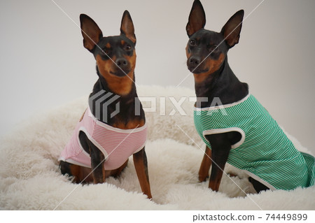 迷你杜賓犬邊境襯衫照片5 迷你杜賓犬邊境襯衫照片5 74449899