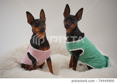 迷你杜賓犬邊境襯衫照片6 迷你杜賓犬邊境襯衫照片6 74449900