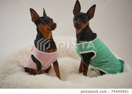迷你杜賓犬邊境襯衫照片7 迷你杜賓犬邊境襯衫照片7 74449901