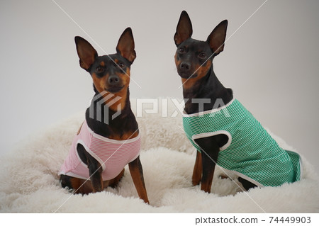 迷你杜賓犬邊境襯衫照片9 迷你杜賓犬邊境襯衫照片9 74449903