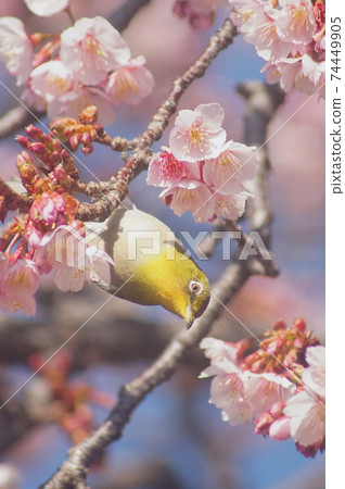 和歌山縣和歌山市地藏市的櫻花和白眼Tsu 和歌山縣和歌山市地藏市的櫻花和白眼Tsu 74449905