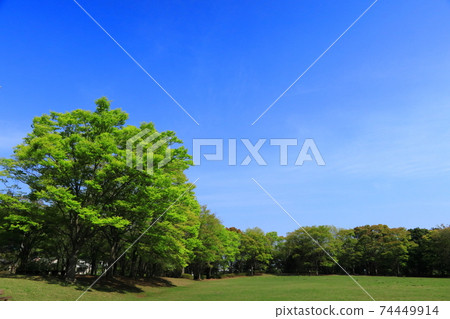 Fresh green shines under the blue sky Fresh green shines under the blue sky 74449914