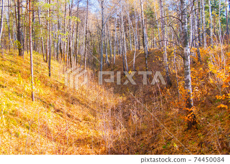 ravine in autumn wild forrest ravine in autumn wild forrest 74450084
