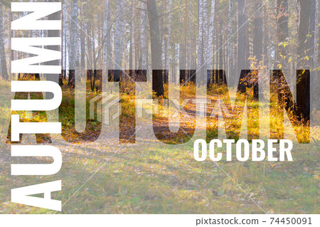 autumn october postcard with golden forest background autumn october postcard with golden forest background 74450091