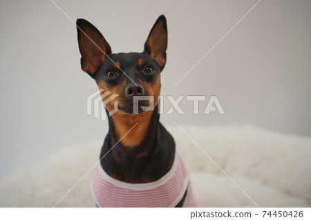迷你杜賓犬邊境襯衫照片44 迷你杜賓犬邊境襯衫照片44 74450426