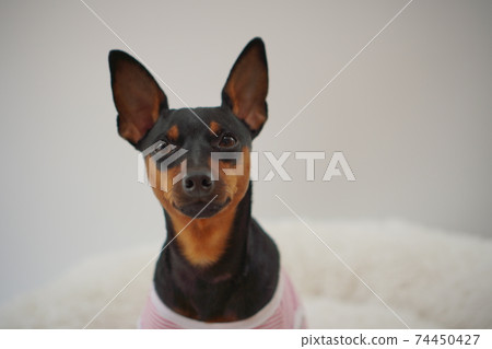 迷你杜賓犬邊境襯衫照片45 迷你杜賓犬邊境襯衫照片45 74450427