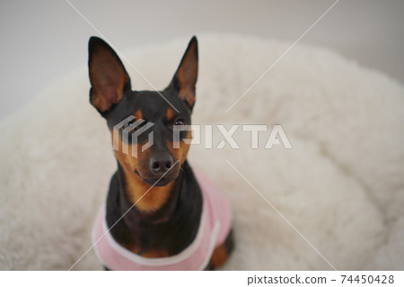 迷你杜賓犬邊境襯衫照片46 74450428