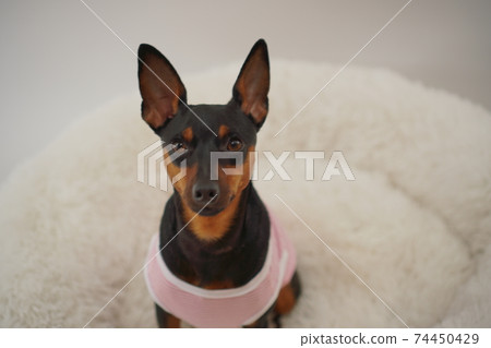 迷你杜賓犬邊境襯衫照片47 迷你杜賓犬邊境襯衫照片47 74450429