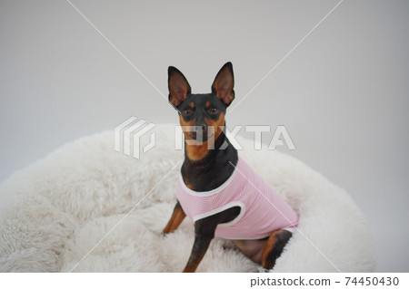 迷你杜賓犬邊境襯衫照片48 迷你杜賓犬邊境襯衫照片48 74450430