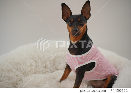 迷你杜賓犬邊境襯衫照片49 迷你杜賓犬邊境襯衫照片49 74450431