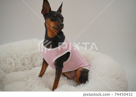 迷你杜賓犬邊境襯衫照片50 迷你杜賓犬邊境襯衫照片50 74450432