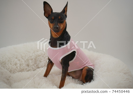 迷你杜賓犬邊境襯衫照片51 迷你杜賓犬邊境襯衫照片51 74450446