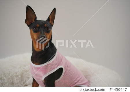 迷你杜賓犬邊境襯衫照片52 74450447
