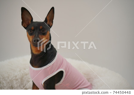 迷你杜賓犬邊境襯衫照片53 74450448