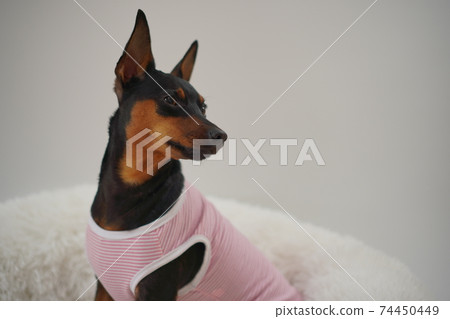 迷你杜賓犬邊境襯衫照片54 迷你杜賓犬邊境襯衫照片54 74450449