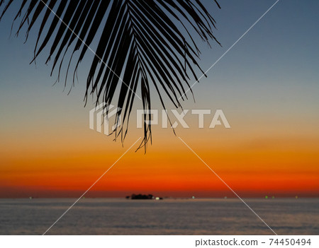 orange tropical sunset with black palm tree silhouette 74450494