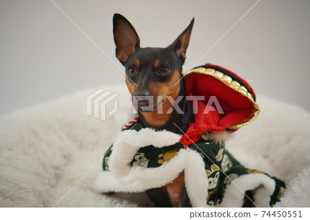 Miniature Pinscher Lion Dance Photo 18 74450551