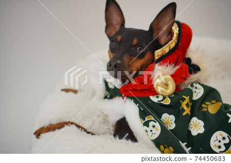 Miniature Pinscher Lion Dance Photo 79 74450683