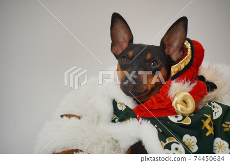 Miniature Pinscher Lion Dance Photo 80 74450684