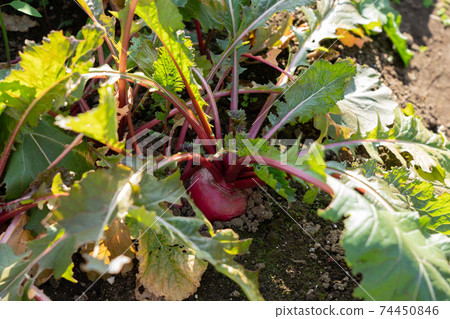 Red turnip Kabura cultivation (November) Home garden Red turnip Kabura cultivation (November) Home garden 74450846