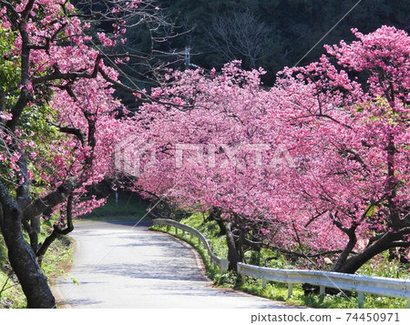 Okinawa cherry blossoms 2021 74450971