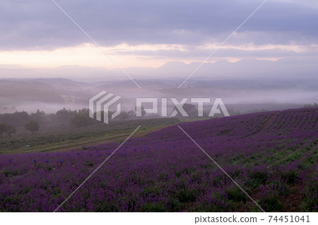 Asagiri and Lavender Field Kamifurano Town Miyama Pass Asagiri and Lavender Field Kamifurano Town Miyama Pass 74451041