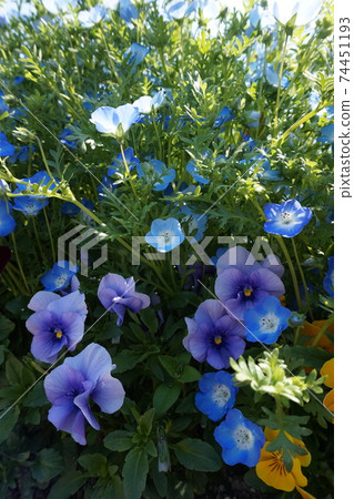Nemophila 74451193