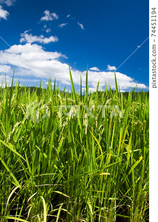 Good harvest of new rice 74451194