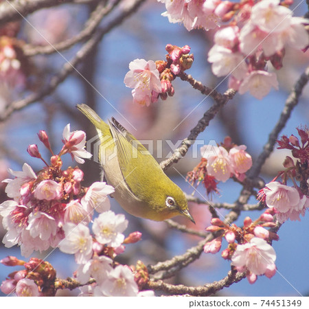 Cherry tree and white-eye in full bloom Tsuji of Jizo, Wakayama City, Wakayama Prefecture Cherry tree and white-eye in full bloom Tsuji of Jizo, Wakayama City, Wakayama Prefecture 74451349
