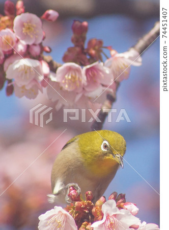 White-eye standing in full bloom cherry tree Tsuji of Jizo, Wakayama City, Wakayama Prefecture White-eye standing in full bloom cherry tree Tsuji of Jizo, Wakayama City, Wakayama Prefecture 74451407
