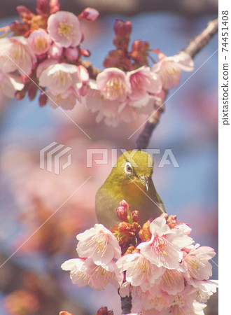 White-eye standing in full bloom cherry tree Tsuji of Jizo, Wakayama City, Wakayama Prefecture White-eye standing in full bloom cherry tree Tsuji of Jizo, Wakayama City, Wakayama Prefecture 74451408