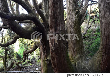 Kumamoto Aso Takamori Cedar Kumamoto Aso Takamori Cedar 74451409