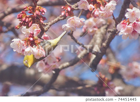 Cherry tree and white-eye in full bloom Tsuji of Jizo, Wakayama City, Wakayama Prefecture Cherry tree and white-eye in full bloom Tsuji of Jizo, Wakayama City, Wakayama Prefecture 74451445