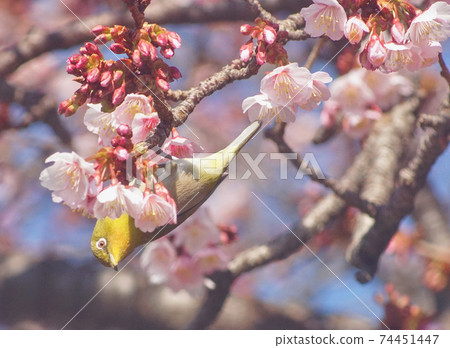 和歌山縣和歌山市地藏三郎盛開的櫻花和白眼 和歌山縣和歌山市地藏三郎盛開的櫻花和白眼 74451447