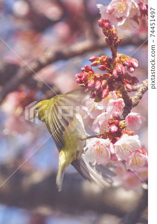 Cherry tree and white-eye in full bloom Tsuji of Jizo, Wakayama City, Wakayama Prefecture Cherry tree and white-eye in full bloom Tsuji of Jizo, Wakayama City, Wakayama Prefecture 74451497