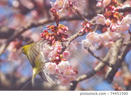 Cherry tree and white-eye in full bloom Tsuji of Jizo, Wakayama City, Wakayama Prefecture Cherry tree and white-eye in full bloom Tsuji of Jizo, Wakayama City, Wakayama Prefecture 74451500