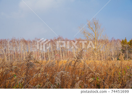 Fall landscape 74451699