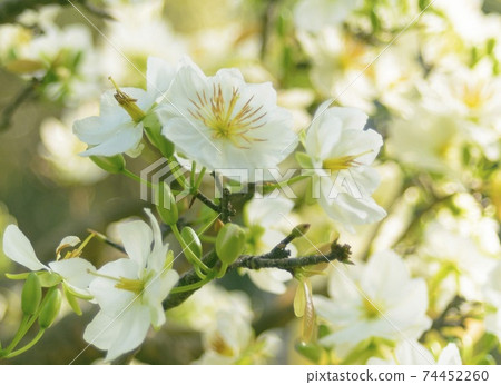 Natural photos: Apricot blossom is commonly cultivated in Viet Nam Natural photos: Apricot blossom is commonly cultivated in Viet Nam 74452260
