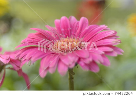 Natural photos: Asteraceae flowers (Viet Nam) 74452264