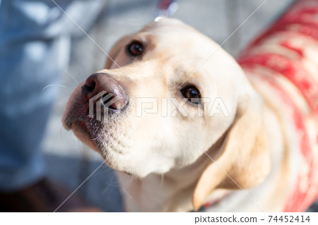 看著主人的拉布拉多犬 74452414