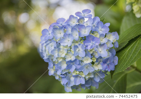 Light blue hydrangea pale green and hydrangea Light blue hydrangea pale green and hydrangea 74452475