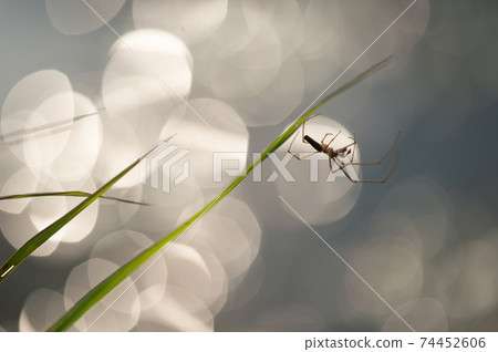 鑑於水邊 鑑於水邊 74452606